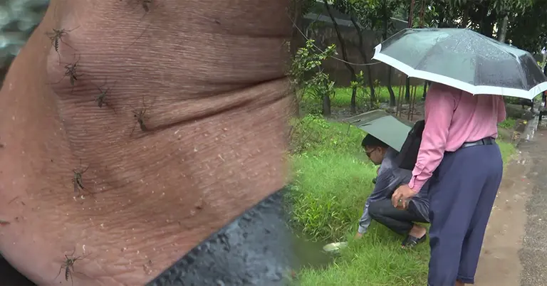 কুমিল্লায় এডিস মশা